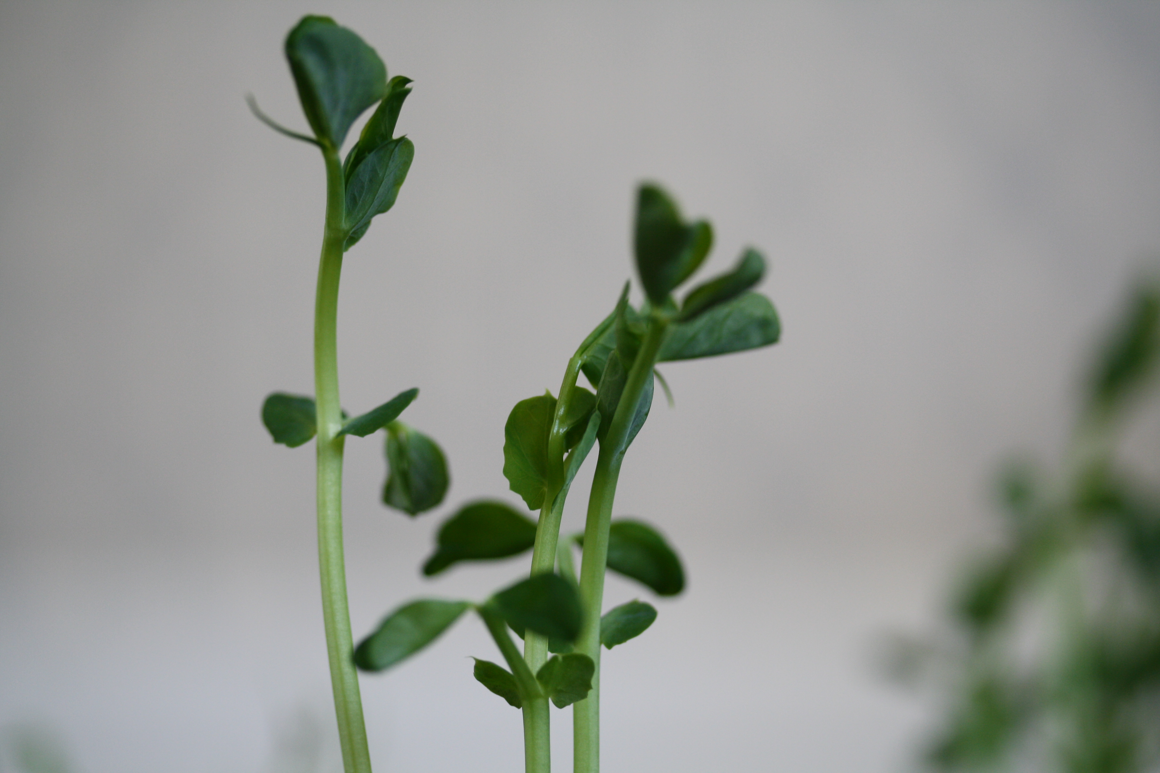 snap pea sprouts